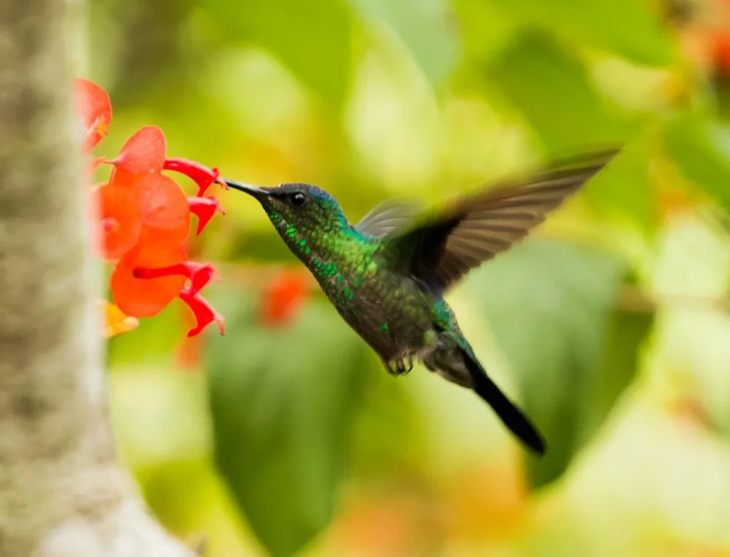 Ratio for Hummingbird Nectar